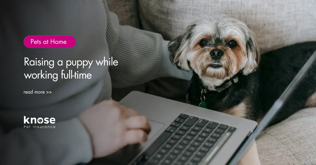 Raising a Puppy While Working FullTime Knose