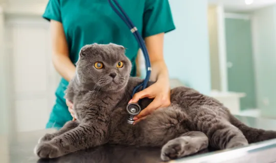 Does your Cat need Emergency Vet Care? 5 Signs to watch out for ⛳️