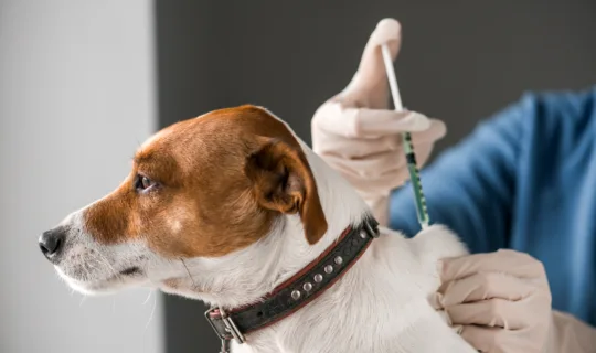 What You Need to Know about Vaccinating Your Dog