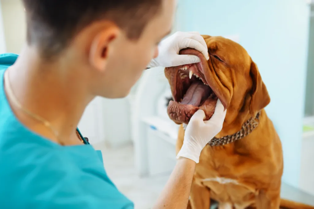 Male vet examining dog's teeth