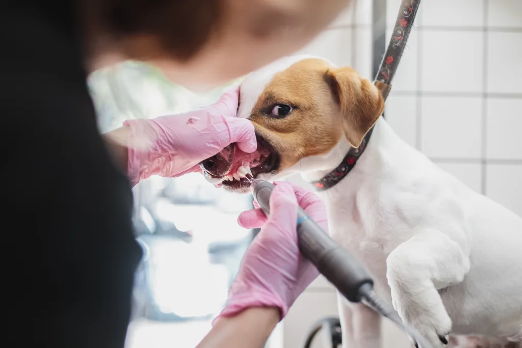 Veterinarian examining dog's teeth