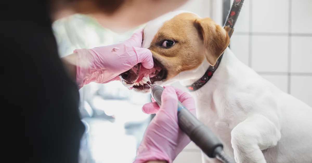 Veterinarian examining dog's teeth