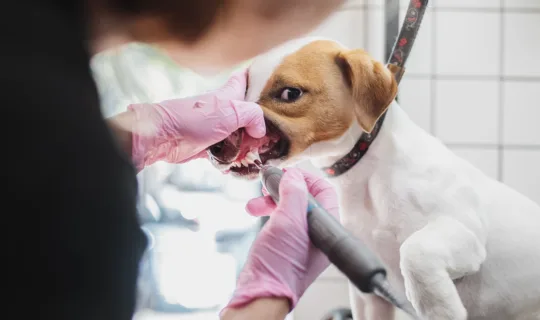 Is Your Dog Due for a Dental Check-Up? Here’s Why It’s More Than Just Bad Breath
