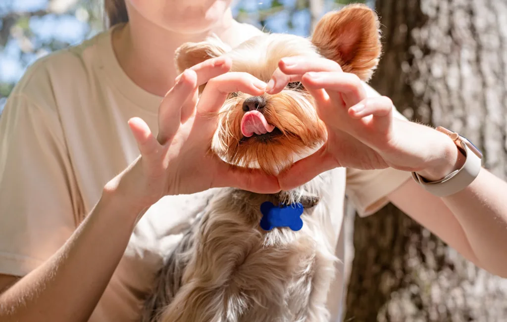 Female pet owner posing with her yorkshire terrier