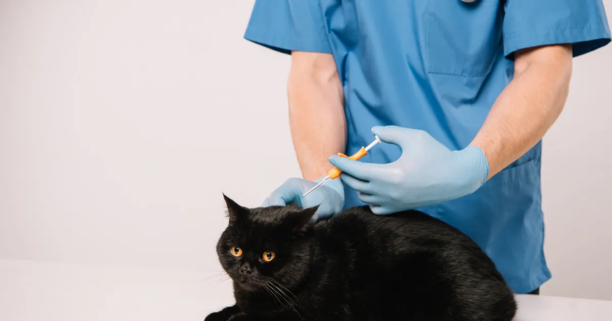 male vet injecting a cat in the clinic for vaccination