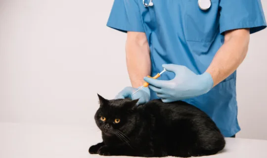 What You Need to Know About Annual Cat Health Checks in 2025
