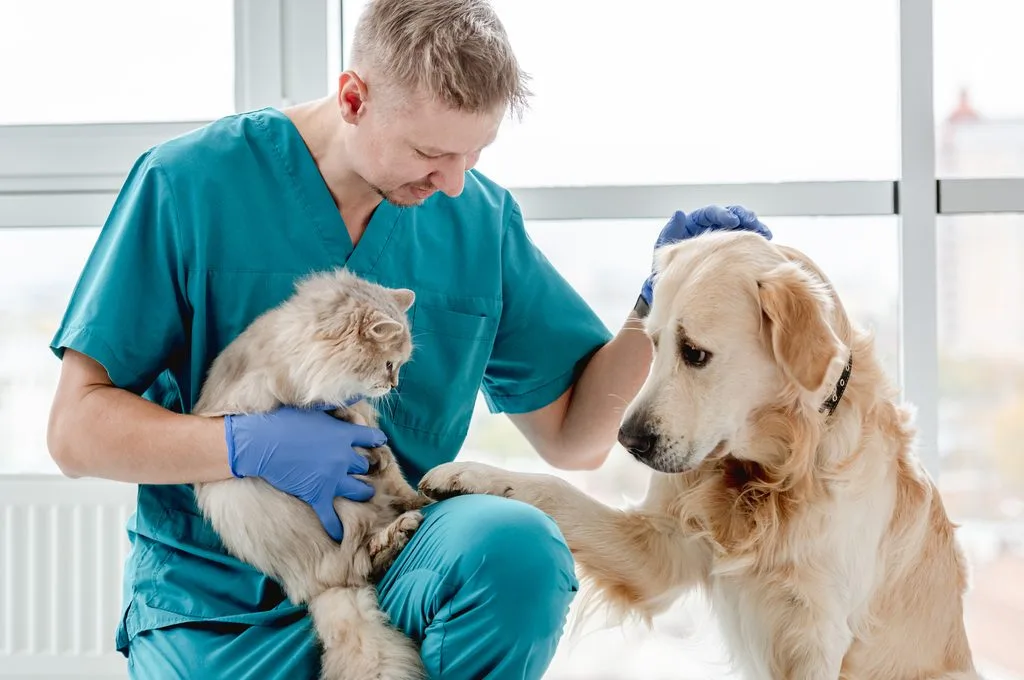 Smiling vet with golden retriever dog and fluffy cat in veterinarian clinic