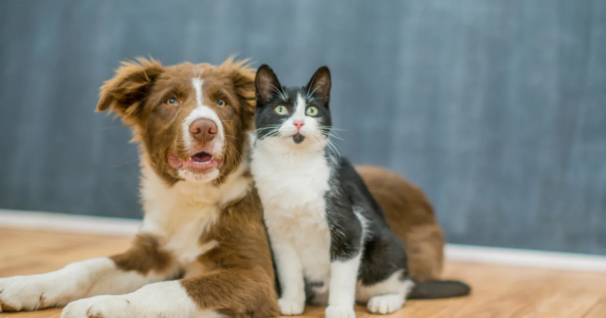 Australian dog and cat sitting together