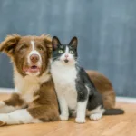 Australian dog and cat sitting together