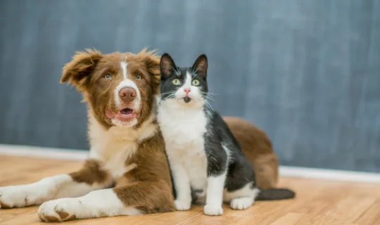 Is Pet Insurance important in Australia? The reality of pet care costs