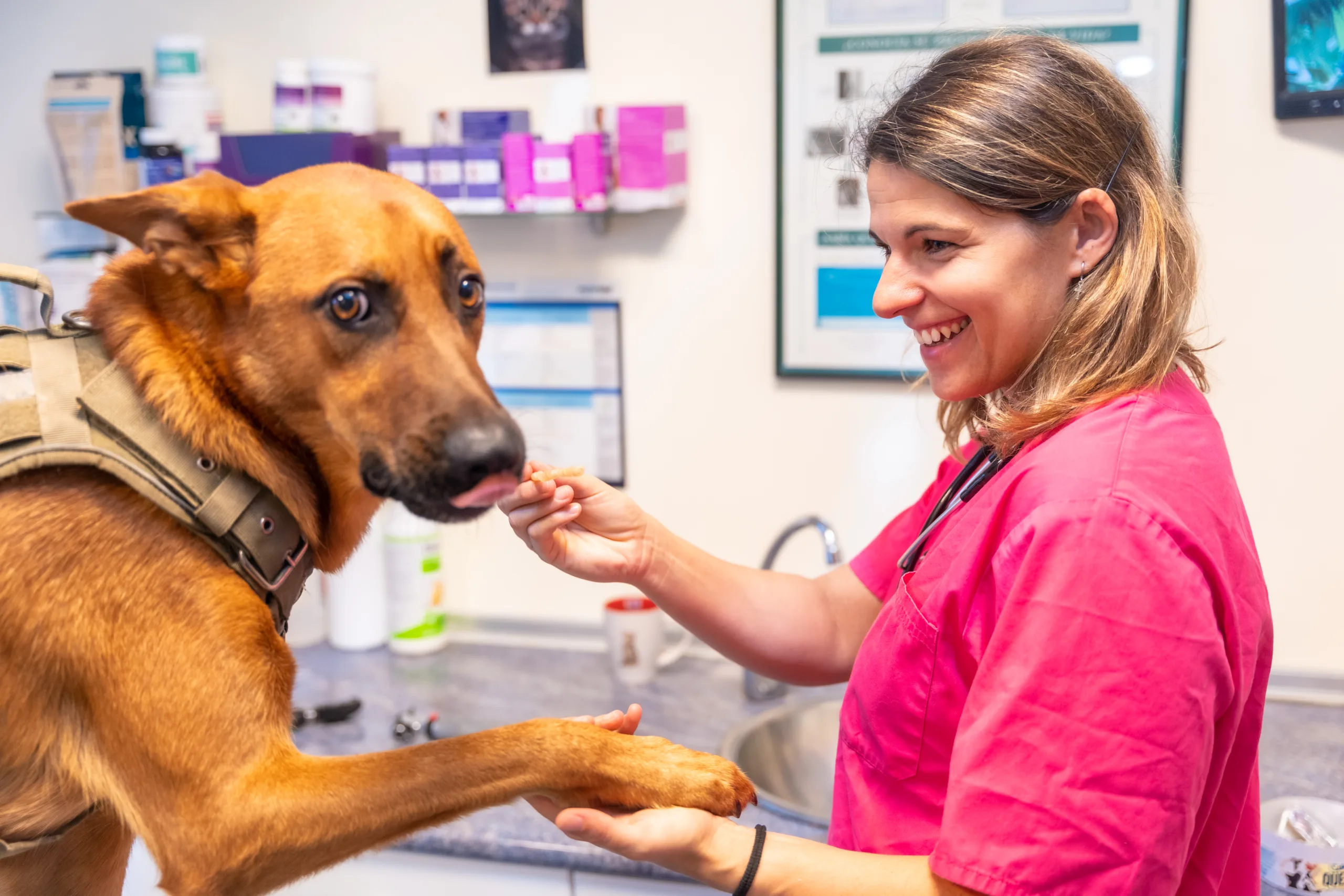 Vet nurse helping a dog