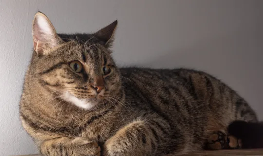 Domestic shorthair cat - Knose cat insurance claims