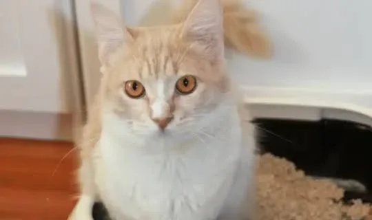 Domestic shorthair cat - Knose cat insurance claims
