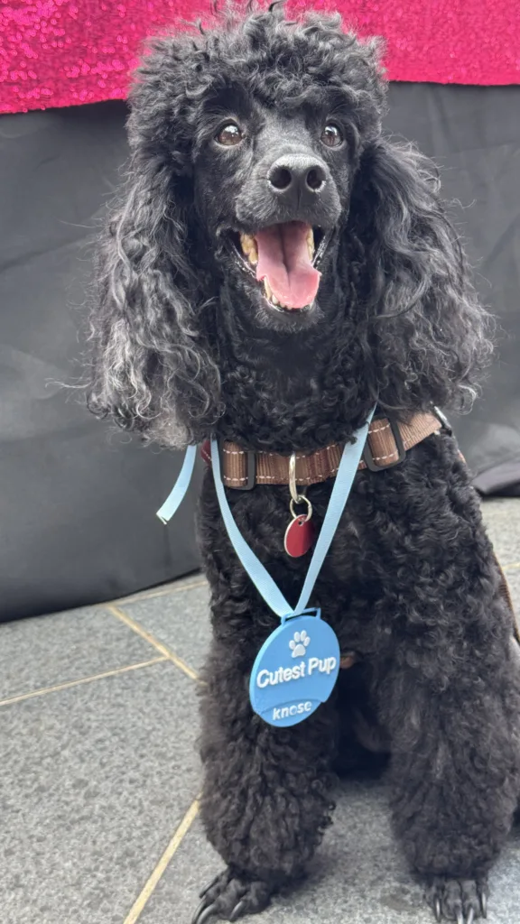 Knose cutest pup - poodle