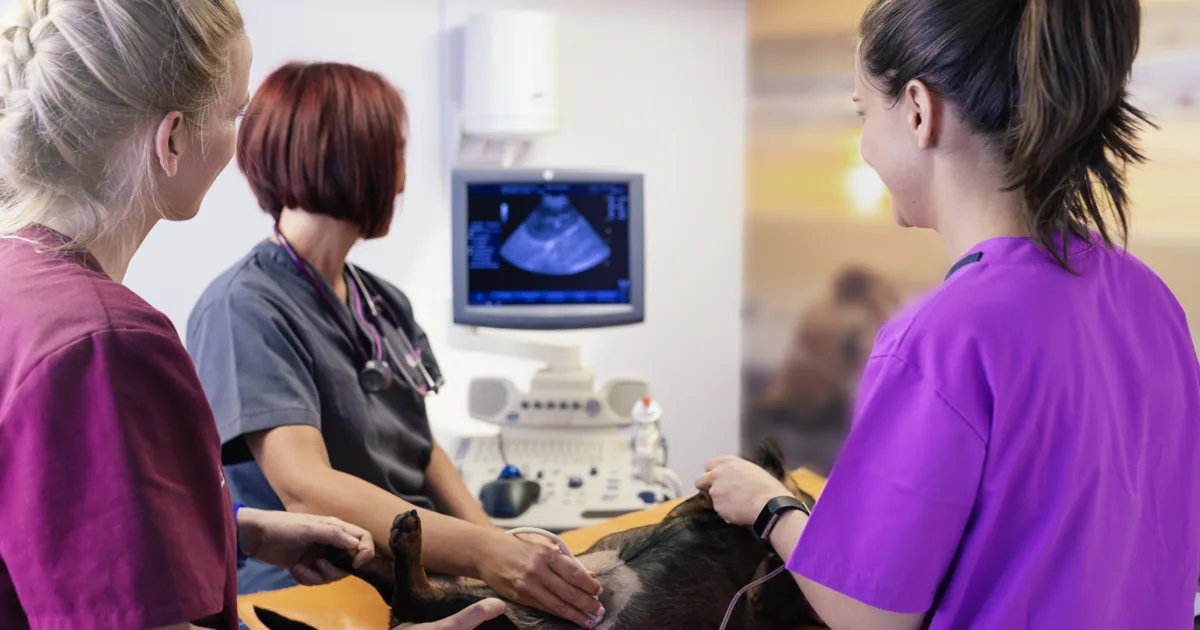 Veterinary team doctors working together on a dog consultation