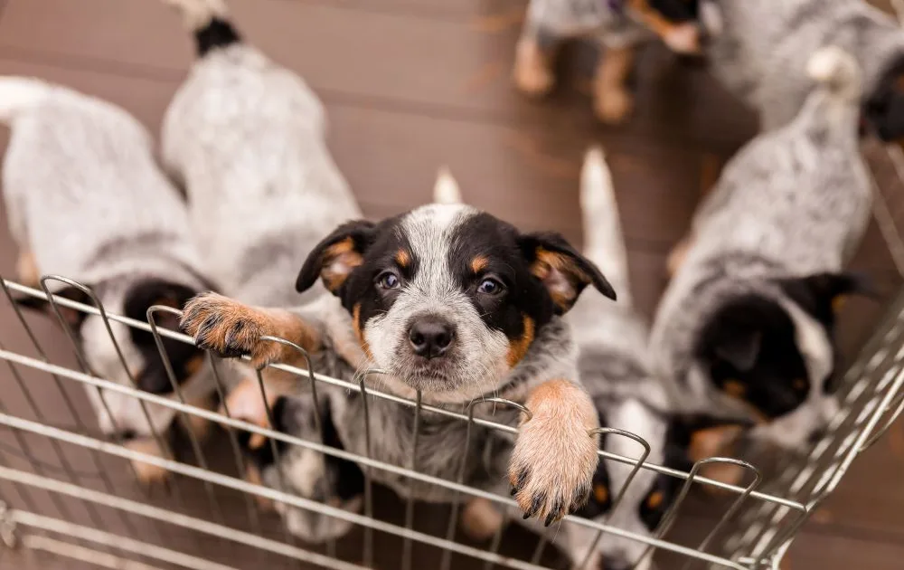 Puppies in a cage - Knose Puppy Insurance