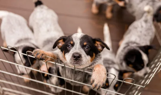 Puppies in a cage - Knose Puppy Insurance