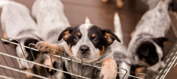 Adopt vs buy a pet: Which is better for you?
