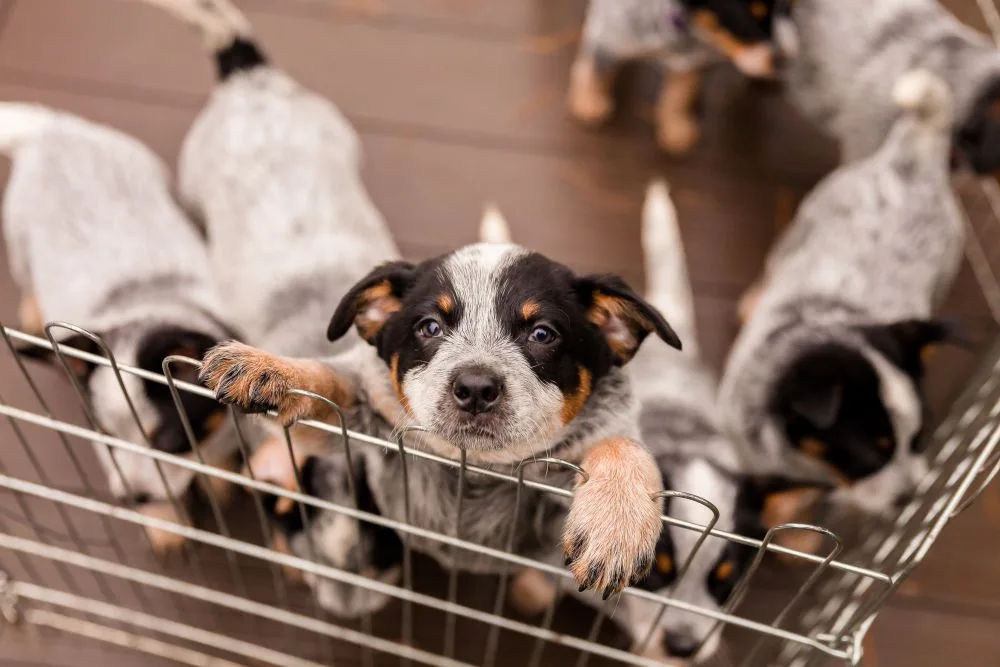 Puppies in a cage - Knose Puppy Insurance