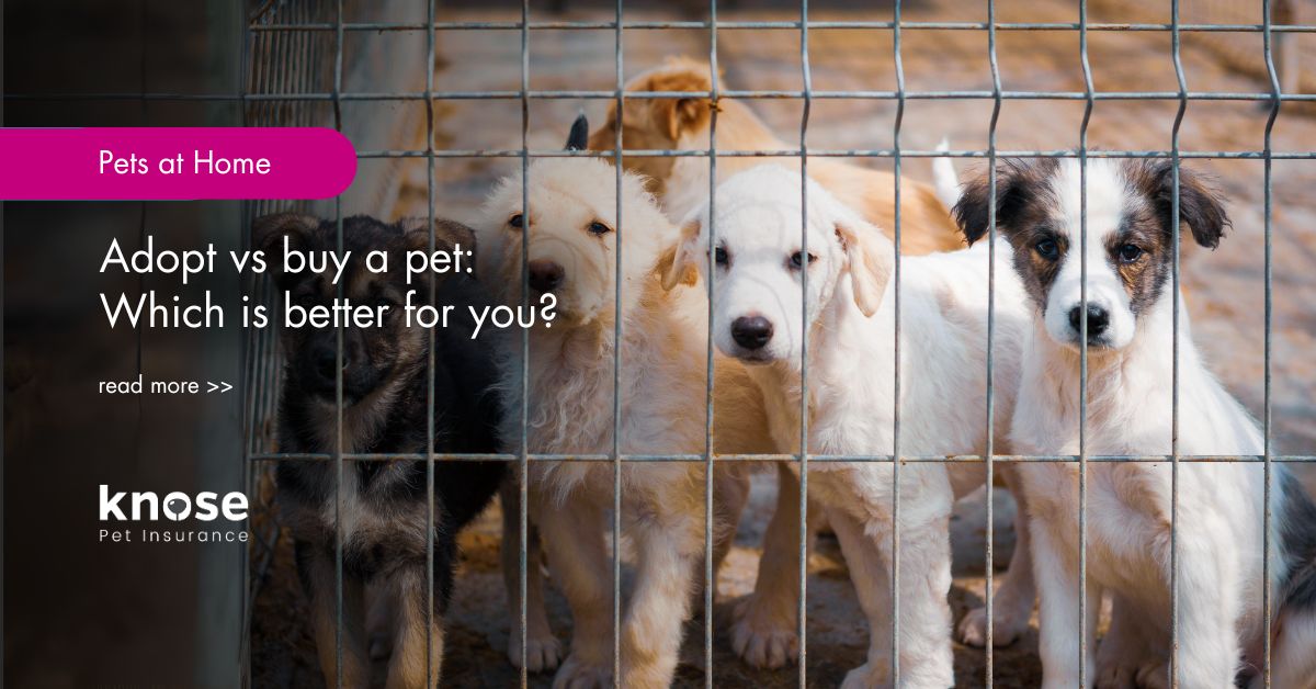 Adopt vs buy a pet Which is better for you? Knose