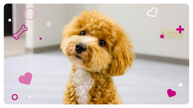 卡沃德尔_(移动版)