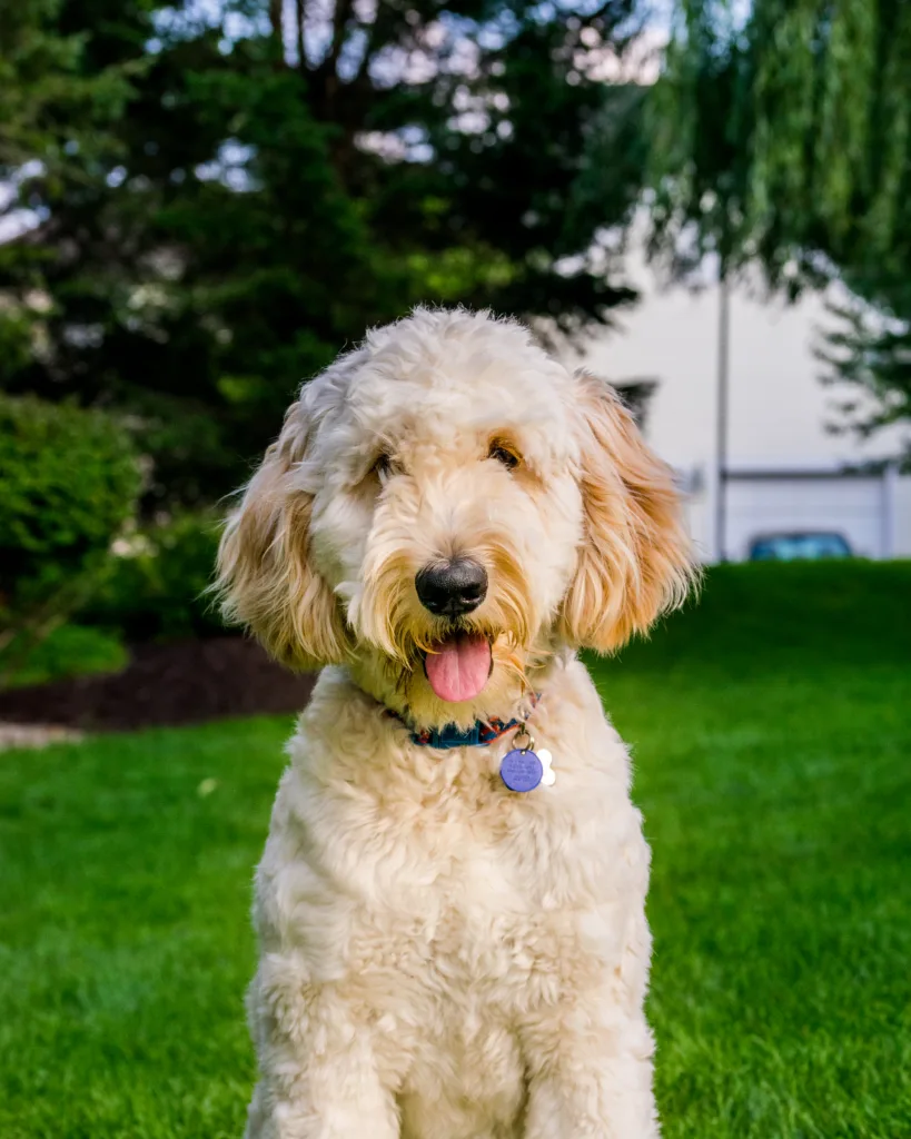 一只拉布拉多贵宾犬坐在公园里