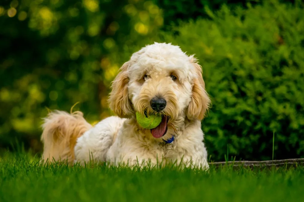 一只拉布拉多贵宾犬趴在户外草地上