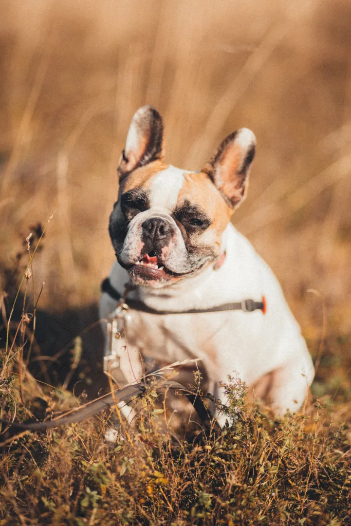 French bulldog sitting in the grass under the sun smiling