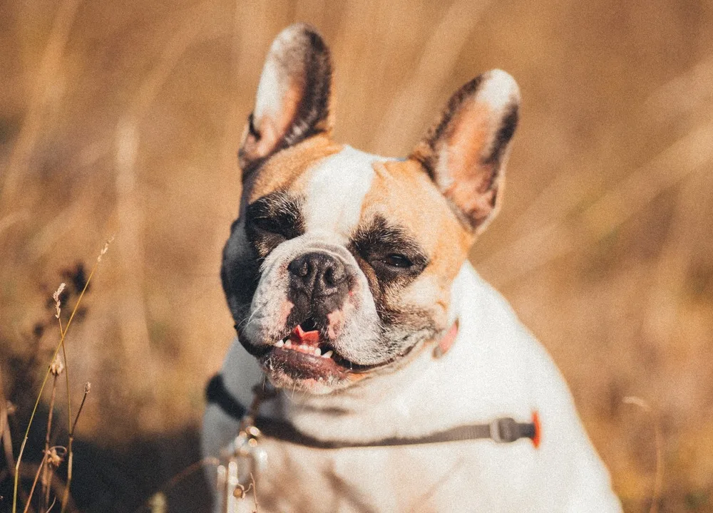 French bulldog sitting outdoors smiling