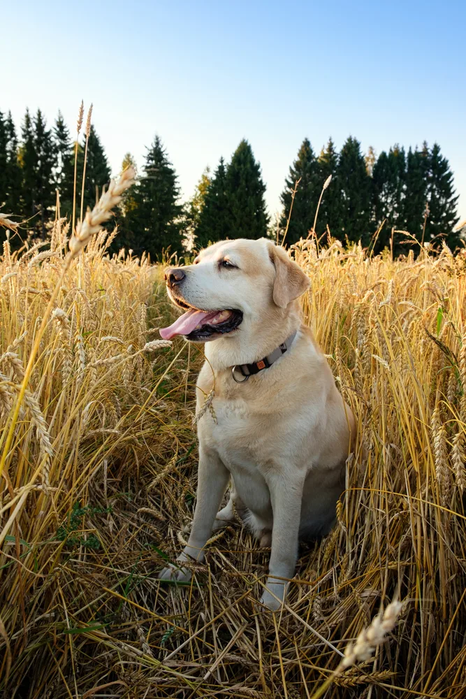 Dog enjoys a walk in nature. Cute labrador retriever sitting in a field of golden wheat.