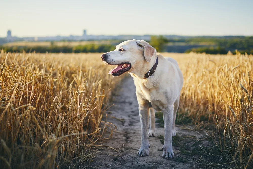 Dog in heat summer day. Labrador retriever walking on path in wheat field.