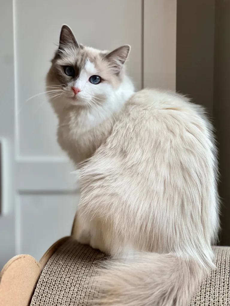 A fluffy Ragdoll cat with striking blue eyes sits on a textured surface against a neutral background.