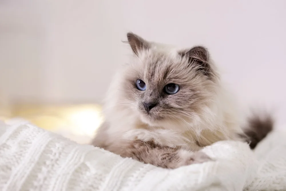 Ragdoll cat laying down on a blanket