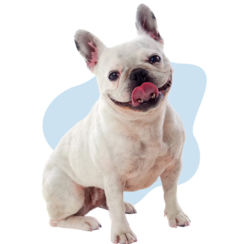Smiling french bulldog graphic