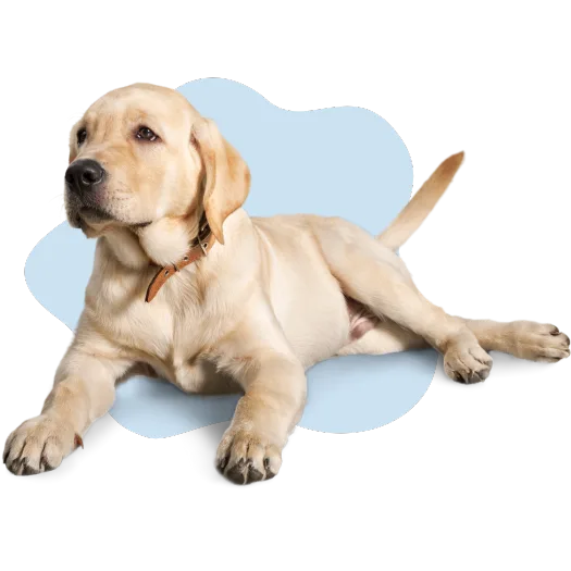 Puppy labrador retriever graphic