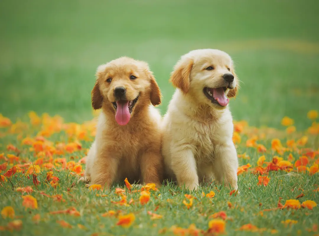 Two golden retriever puppies on the grass - Knose Puppy Insurance