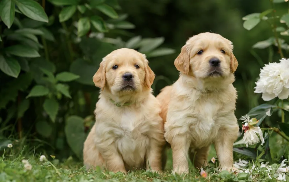 Two golden retriever puppies on the grass - Knose Puppy Insurance