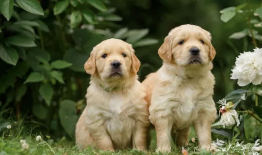 Two golden retriever puppies on the grass - Knose Puppy Insurance