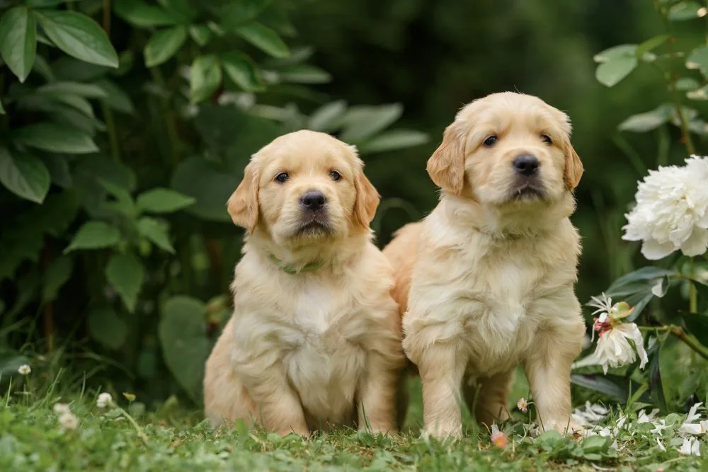 Two golden retriever puppies on the grass - Knose Puppy Insurance