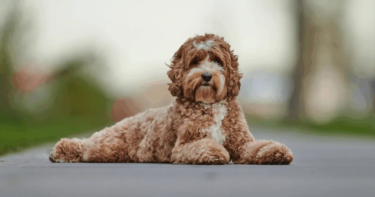 Labradoodle breed dog laying on the road