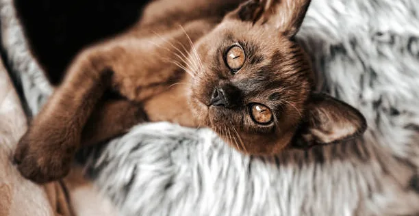 Cute burmese kitten lays down in a furry igloo looking at camera, very playful.