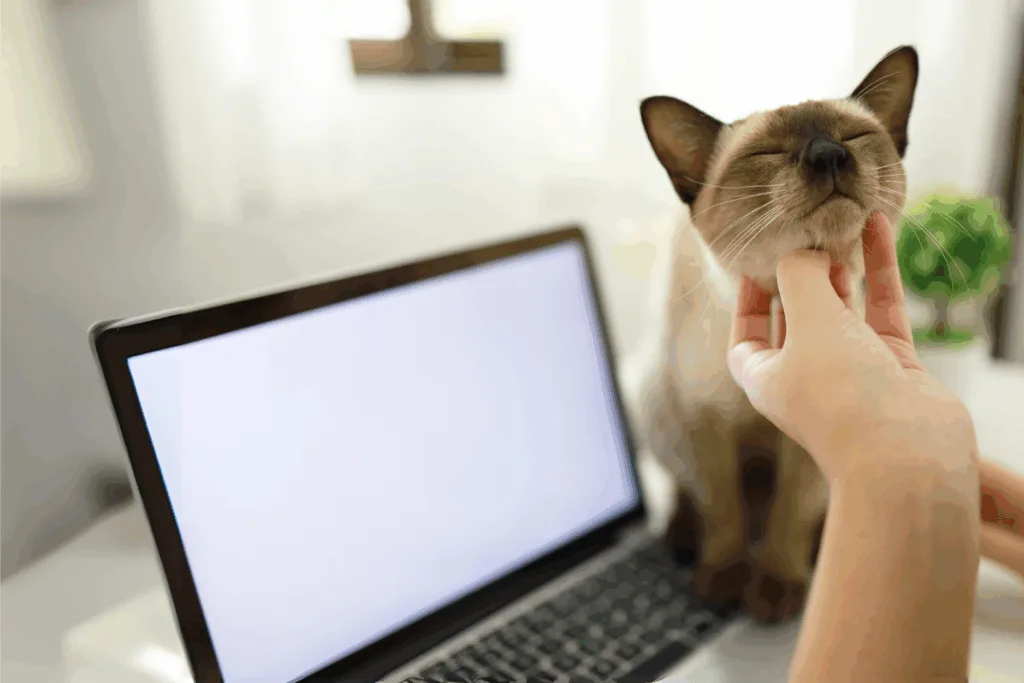 Burmese cat enjoying being pet under the chin
