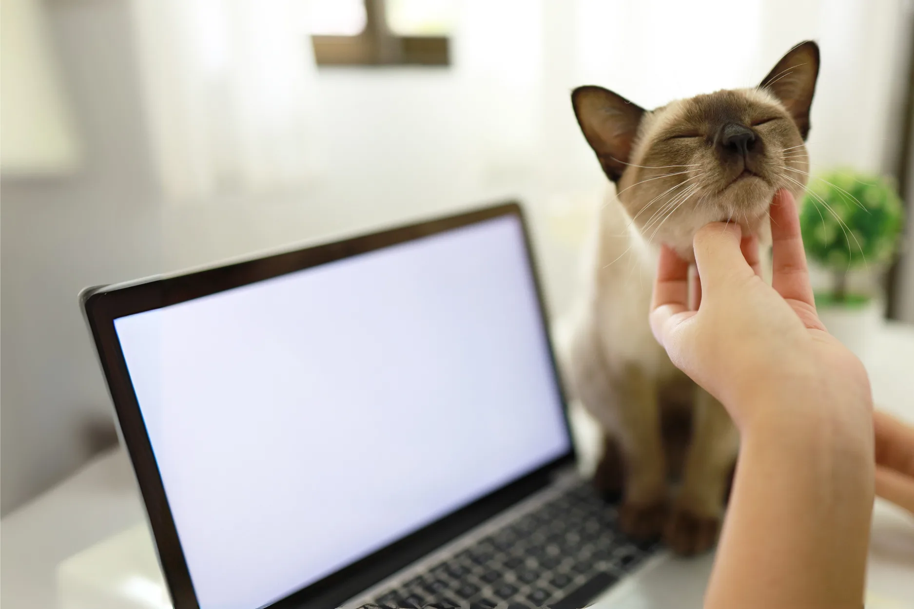 Burmese cat enjoying being pet under the chin