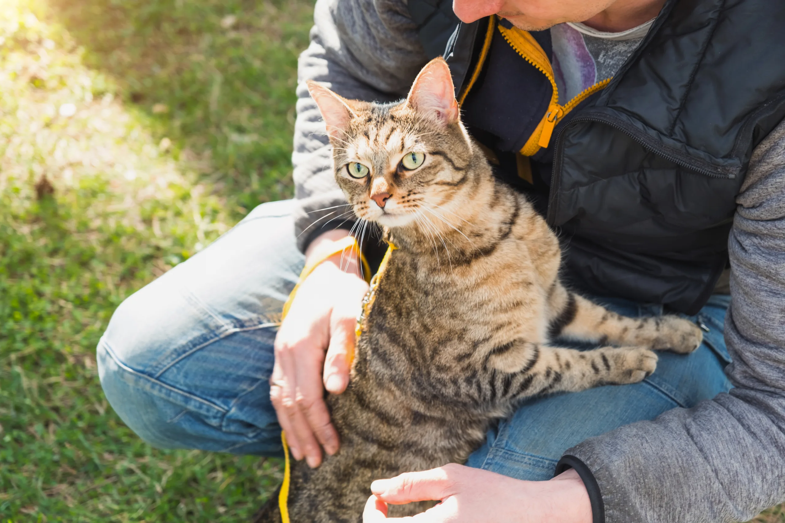 Walking a domestic cat with the owner on a yellow harness. The t