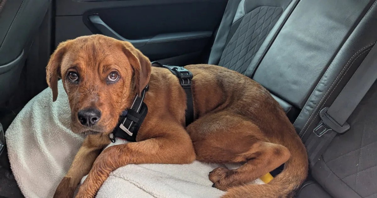 Slugger, the rescue dog