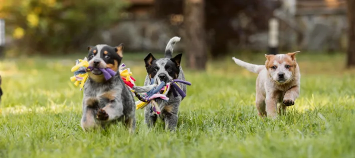 Three puppies playing with toys outdoors