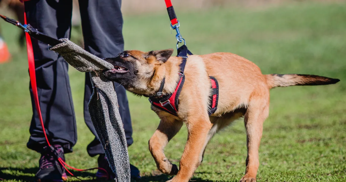 working malinois dog belgian shepherd dog police for dog training