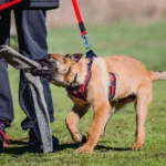 working malinois dog belgian shepherd dog police for dog training