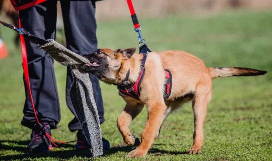 When is the best time to train your dog?