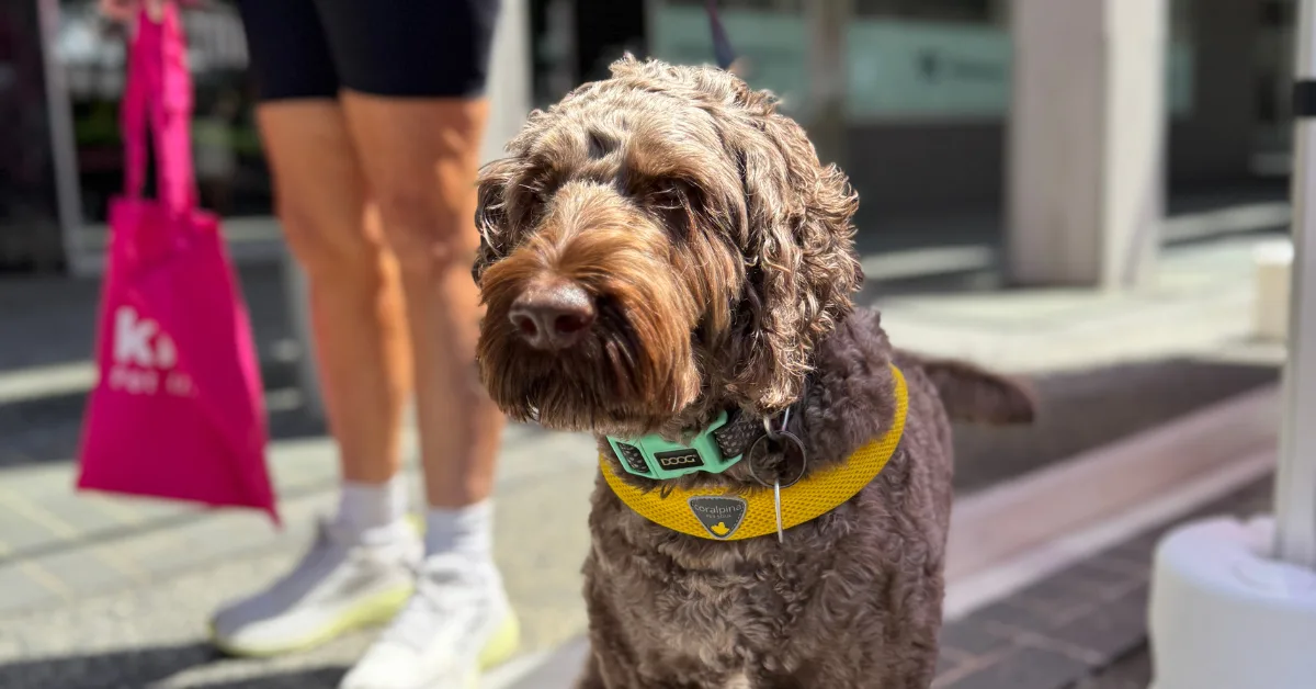 Dog at the street paws festival sponsored by Knose